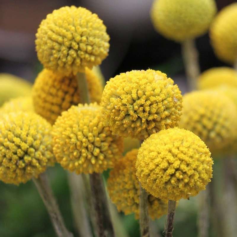 Craspedia globosa (Billy button) - 50 seeds
