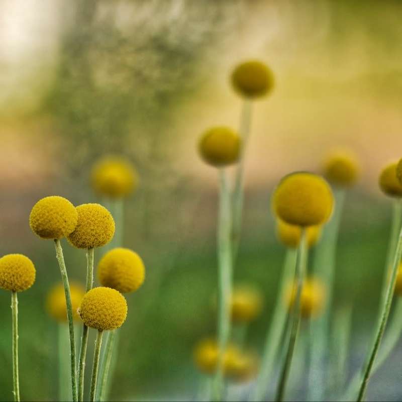 Craspedia globosa (Billy button) - 50 seeds
