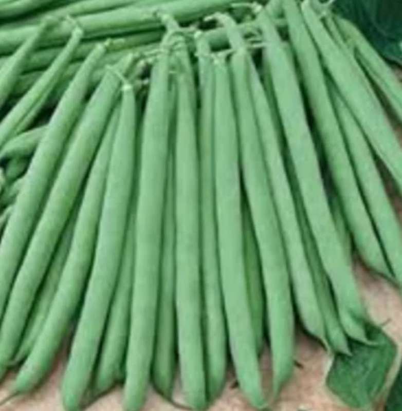 Bush bean 'malelane' - 10 seeds