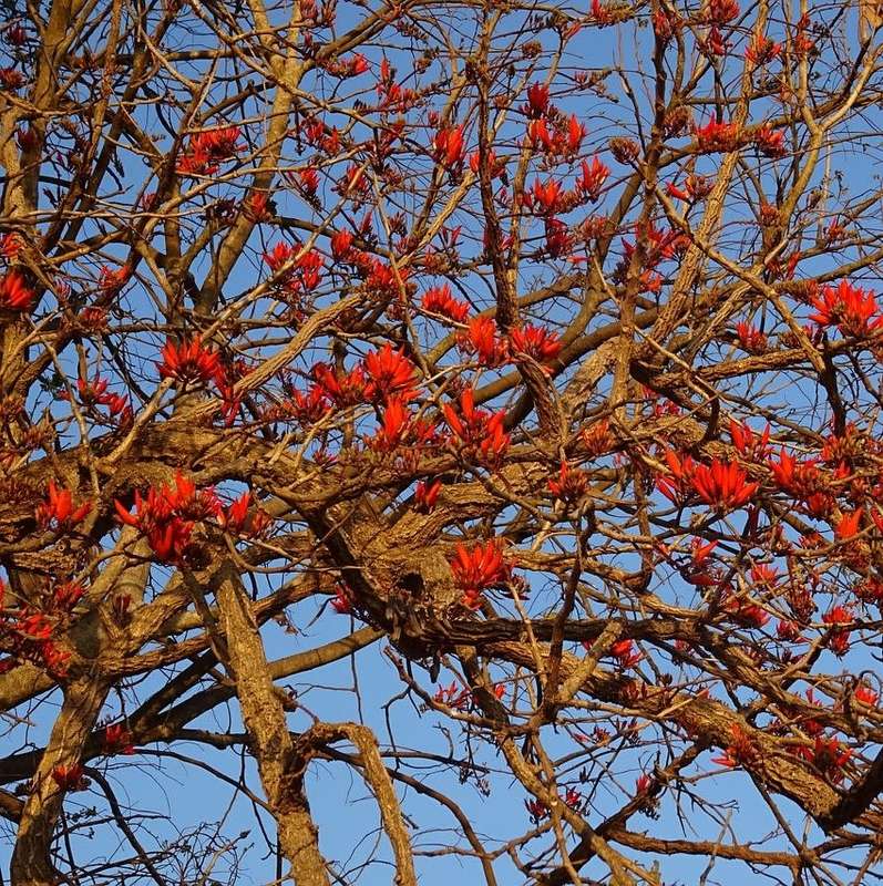 Erythrina Lysistemon (Coral tree) - 20 seeds