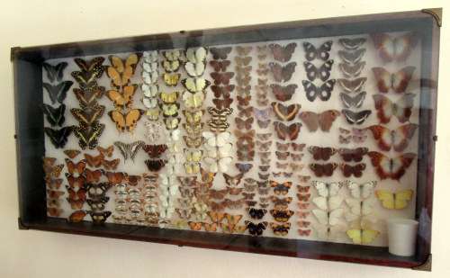 A RARE VINTAGE EXOTIC COLLECTION OF SOUTHERN AFRICAN BUTTERFLIES DISPLAYED IN A GLAZED CASE