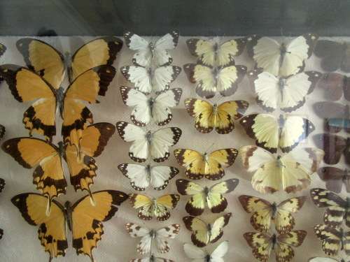 A RARE VINTAGE EXOTIC COLLECTION OF SOUTHERN AFRICAN BUTTERFLIES DISPLAYED IN A GLAZED CASE