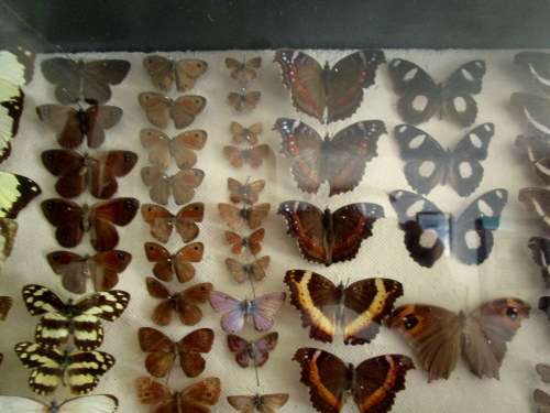 A RARE VINTAGE EXOTIC COLLECTION OF SOUTHERN AFRICAN BUTTERFLIES DISPLAYED IN A GLAZED CASE