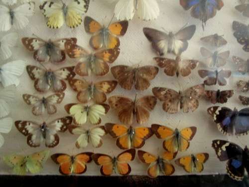 A RARE VINTAGE EXOTIC COLLECTION OF SOUTHERN AFRICAN BUTTERFLIES DISPLAYED IN A GLAZED CASE