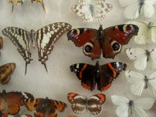 A RARE VINTAGE EXOTIC COLLECTION OF SOUTHERN AFRICAN BUTTERFLIES DISPLAYED IN A GLAZED CASE