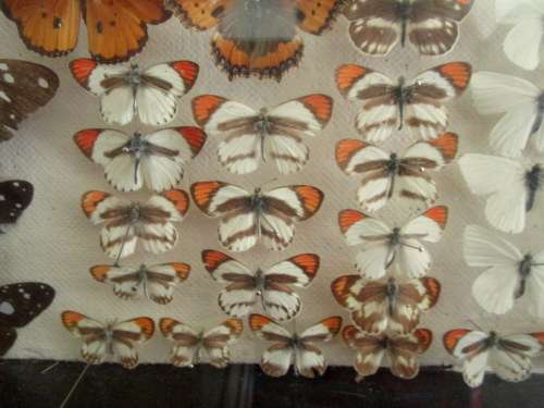 A RARE VINTAGE EXOTIC COLLECTION OF SOUTHERN AFRICAN BUTTERFLIES DISPLAYED IN A GLAZED CASE