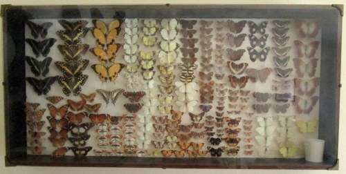 A RARE VINTAGE EXOTIC COLLECTION OF SOUTHERN AFRICAN BUTTERFLIES DISPLAYED IN A GLAZED CASE