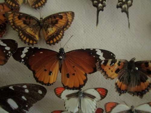 A RARE VINTAGE EXOTIC COLLECTION OF SOUTHERN AFRICAN BUTTERFLIES DISPLAYED IN A GLAZED CASE
