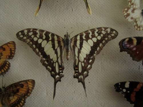 A RARE VINTAGE EXOTIC COLLECTION OF SOUTHERN AFRICAN BUTTERFLIES DISPLAYED IN A GLAZED CASE