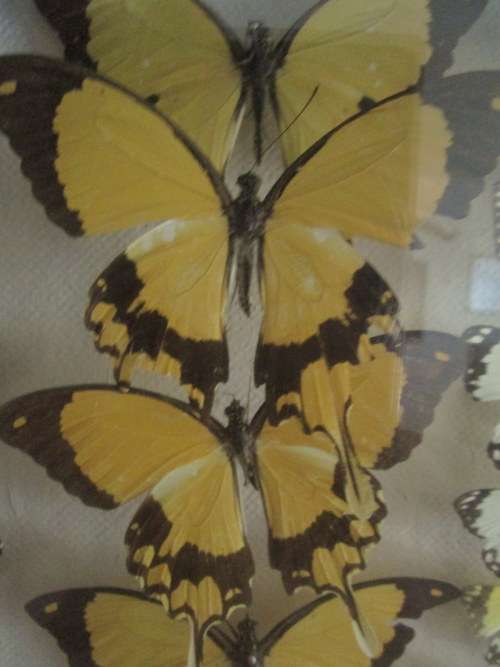 A RARE VINTAGE EXOTIC COLLECTION OF SOUTHERN AFRICAN BUTTERFLIES DISPLAYED IN A GLAZED CASE