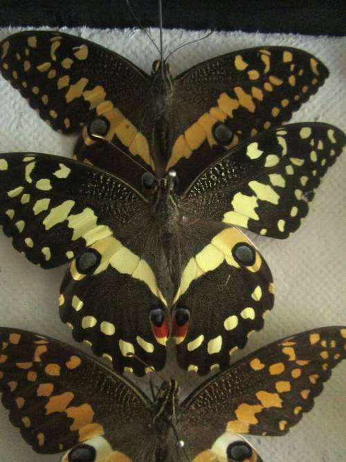 A RARE VINTAGE EXOTIC COLLECTION OF SOUTHERN AFRICAN BUTTERFLIES DISPLAYED IN A GLAZED CASE