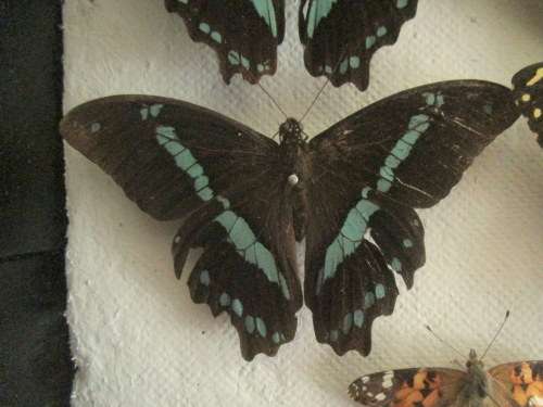 A RARE VINTAGE EXOTIC COLLECTION OF SOUTHERN AFRICAN BUTTERFLIES DISPLAYED IN A GLAZED CASE