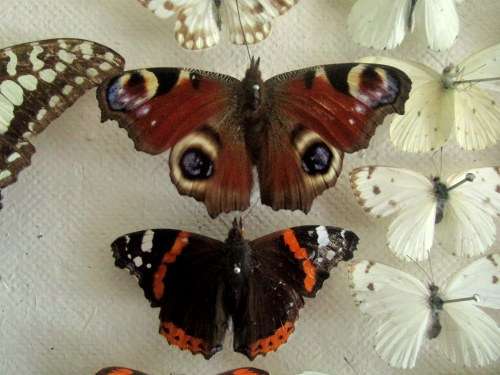 A RARE VINTAGE EXOTIC COLLECTION OF SOUTHERN AFRICAN BUTTERFLIES DISPLAYED IN A GLAZED CASE