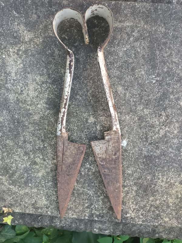 ANTIQUE Sheep Shears