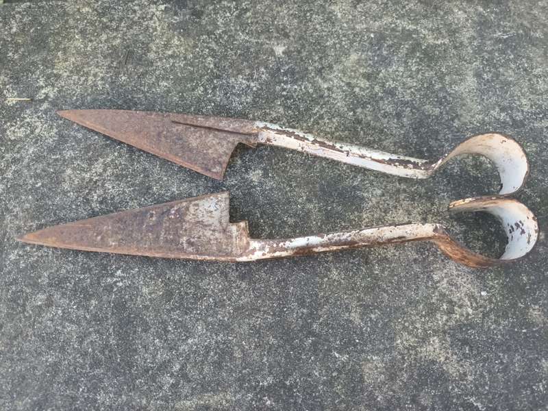 ANTIQUE Sheep Shears
