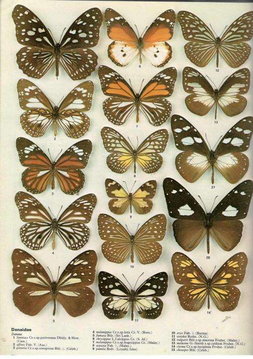 The Illustrated Encyclopedia of the Butterfly World  --  Paul Smart