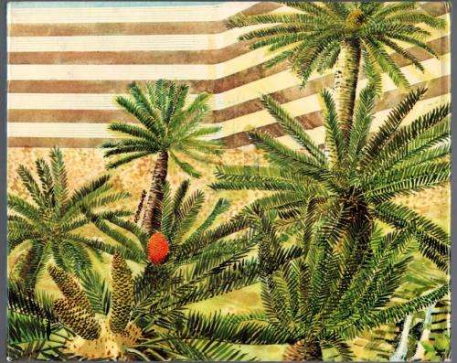 The Cycad Garden of UNISA / Die Broodboomtuin van UNISA
