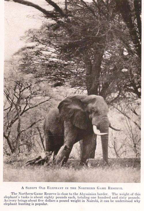 Safari - A Saga of the African Blue -- Martin Johnson