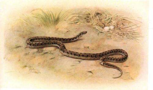 Snakes of Southern Africa  --  Vivian F M Fitzsimons