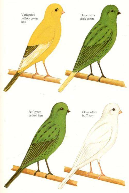 The Border Canary  --   Joe Bracegirdle