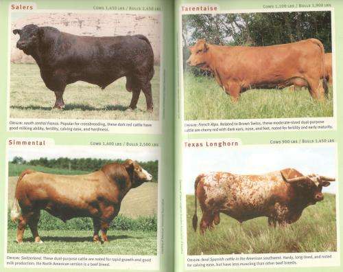 Getting Started with Beef and Dairy Cattle -  Heather Smith Thomas