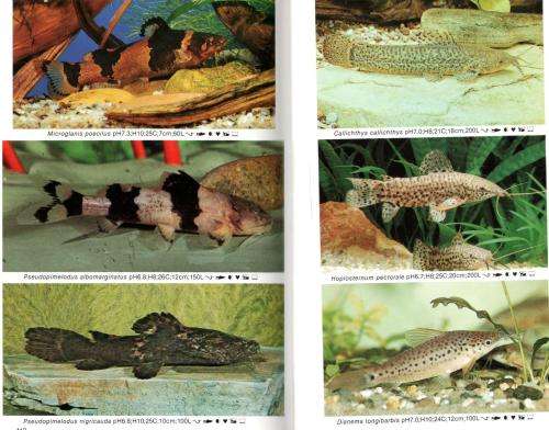 Dr Axelrod's Mini-Atlas of Freshwater Aquarium Fishes