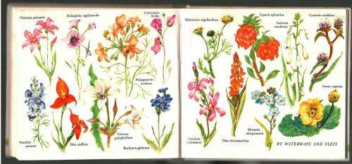 What Flower is That  --  Hazel Stokes