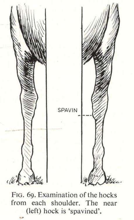 Veterinary Notes for Horse Ownwers  -  Capt. M Horace Hayes