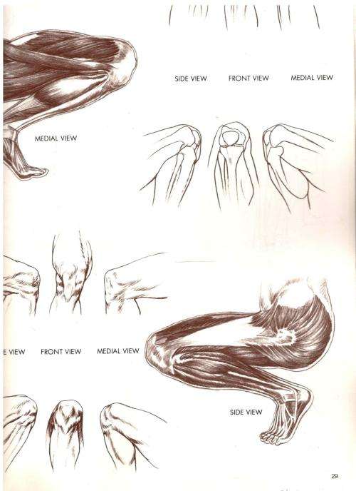 Anatomy for Artists  - The Leonardo Collection