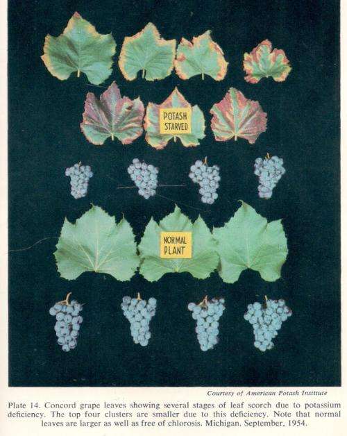 Hunger Signs in Crops --  Howard B Sprague