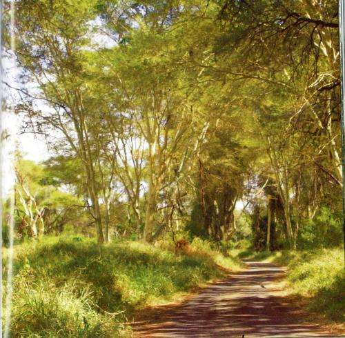 A Site-By-Site Guide to Trees in the Kruger National Park  - Marissa Greeff