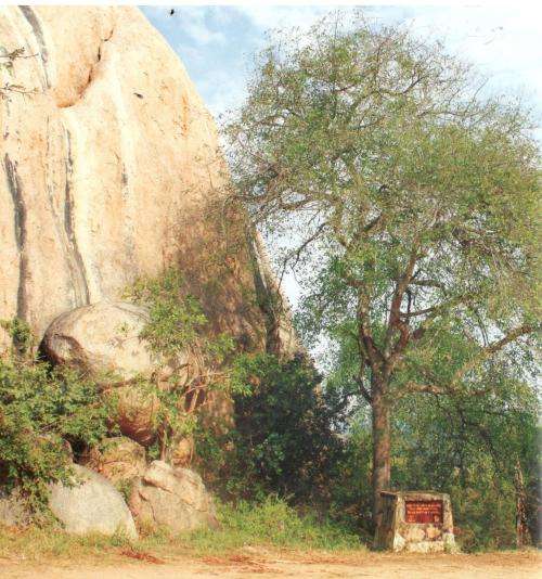 A Site-By-Site Guide to Trees in the Kruger National Park  - Marissa Greeff
