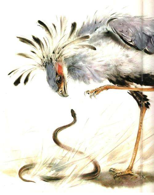 An Artist's Safari  --  Ralph Thompson