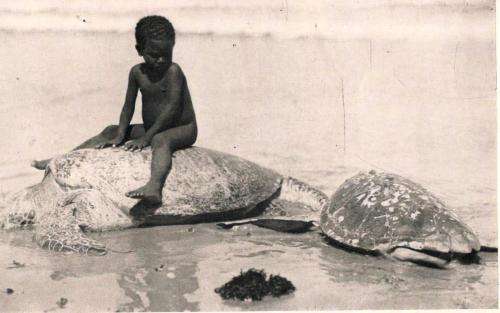 A Grave For A Dolphin    ---     Alberto Denti di Pirajno
