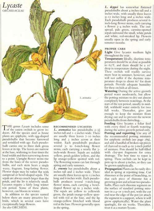 Success with House Plants  --   Reader`s Digest