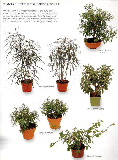 The Bonsai Handbook