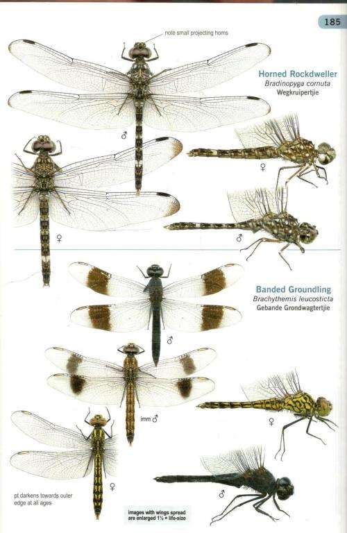 A Guide to the Dragonflies and Damselflies of South Africa  -  Warwick and Michele Tarboton