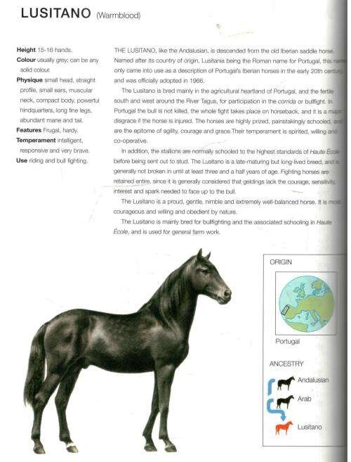 The Complete Guide to Horse Breeds  --  Viv Foster