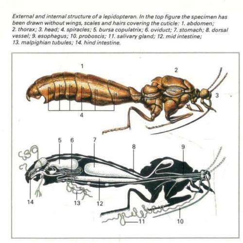 The Macdonald Encyclopedia of  Butterflies and Moths