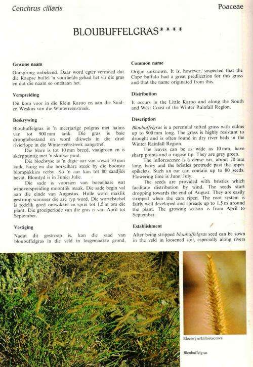 100 Veldplante van die Winterreenstreek - 100 Veld Plants of the Winter Rainfall Region