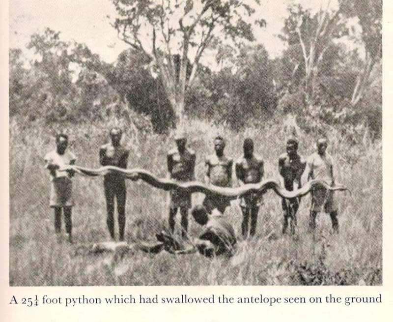 African Buffalo Trails  --  John F Burger