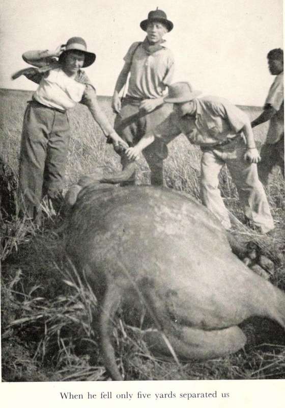 African Buffalo Trails  --  John F Burger