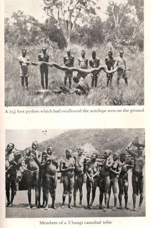 African Buffalo Trails  --  John F Burger