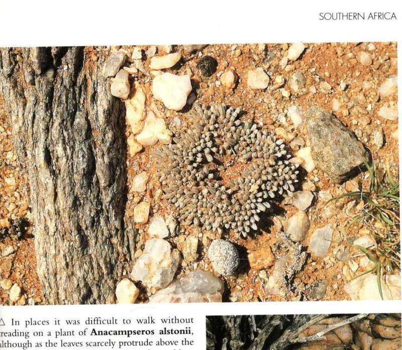 Cacti and Succulents in Habitat  -  Ken Preston-Mafham