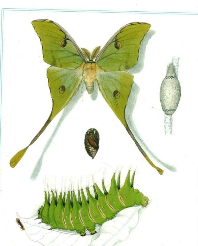 Emperor Moths of KwaZulu-Natal --  Michael Cooper