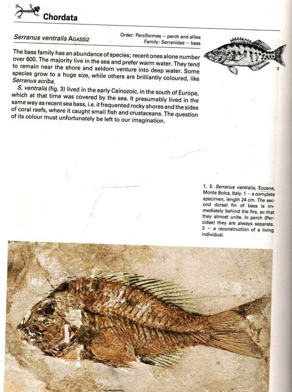 Fossils of the World