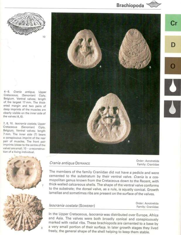 Fossils of the World