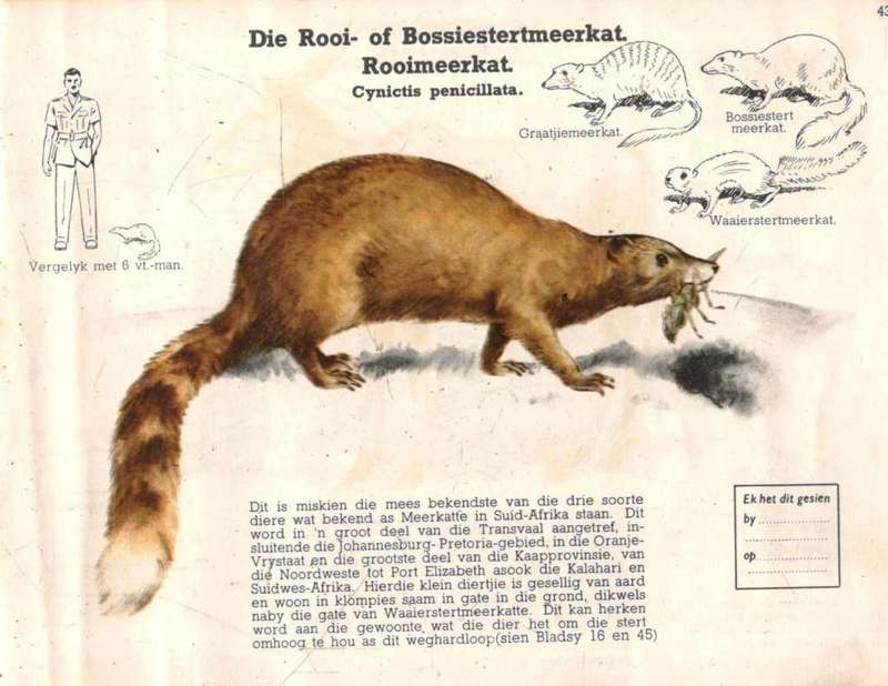 Watter Dier is dit ?  -- Ford Motor Company of SA