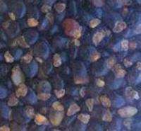 Boomlusern saad / Lucerne Tree Seeds
