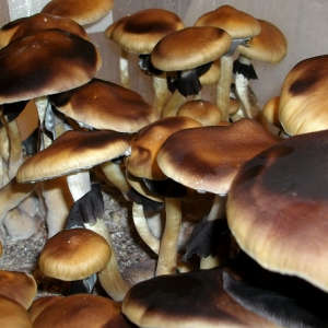 10ml Psilocybe Cubensis Mushroom Spore Syringe